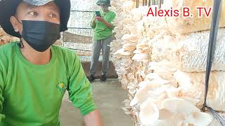 Tips in harvesting mushroom//How many grams can harvest in 800 fruiting bags per day//Alexis B. TV