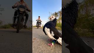 kabutar ka accident Ho Gaya 😱🕊😥#pegion #birdlovers #shortsfeed #ytshorts #viralvideo 😱🕊😥😭🙏🙏