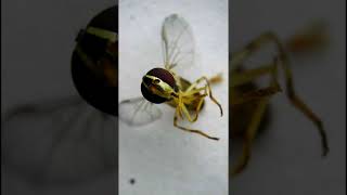 A Hoverfly | Dose of Science | Under the Microscope