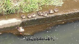 【カルガモ親子日記】26日目　カルガモ母さんによるお昼寝の起こし方