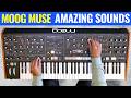 Moog Muse Full Sound Tour 🚀 No Talking!