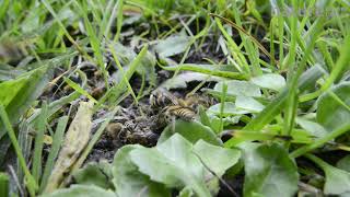 Ivy bee (Colletes hederae) mating ball, Wiltshire, England, UK, September.