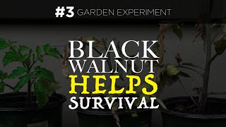 What Happens When You Remove Black Walnut Nuts & Leaves: Juglone Experiment