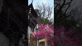 This is the spring plum blossom park in Huangling Ancient Village Scenic Area.#huangling