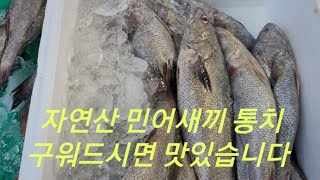 자연산 민어새끼 통치입니다. 통치로 구워드시거나 지리탕 드시면 맛있습니다. #통치