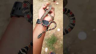 কালনাগিনী সাপ / Ornate flying snake #snake #dangeroussnake #story