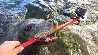 Sea Lion Holds Selfie Stick to Film Underwater Adventure