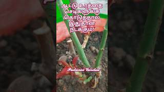 ஆட்டு உரத்தை செடிகளுக்கு கொடுக்கலாமா? #puduvaigarden #shorts #trending #goatmanure #roseplantcare