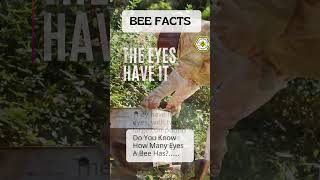 🐝Do you know how many eyes a Bee has?