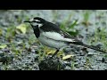 【スローモーションで野鳥観察】ハクセキレイ【特別な事は何も起らない動画】