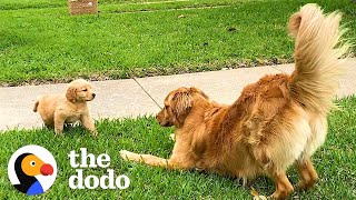 Dogs Have The Best Reactions To Meeting Their Puppy Siblings  | The Dodo