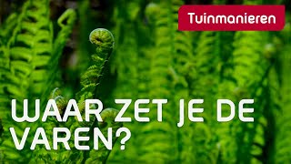 Varens waar groeien ze goed? | Schaduw | Tuinmanieren