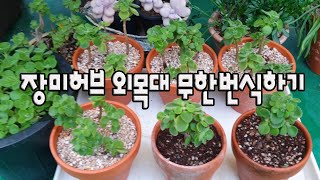 장미허브 50일간 외목대 무한번식하기plants succulents