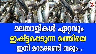 മലയാളികൾ ഏറ്റവും ഇഷ്ട്ടപ്പെടുന്ന മത്തിയെ ഇനി മറക്കേണ്ടി വരും.. | Sardine Fish