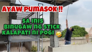 AYAW PUMASOK, SA INIS BINUGAW NG STICK KALAPATI NI POGI |Reggie Cruz Loft & Aviary #reggiecruzloft