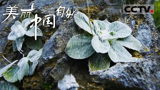 《美丽中国自然》垫状卷柏： 看热河谷中的植被如何在雨季迅速绽放与繁衍 云岭之南系列【CCTV纪录】