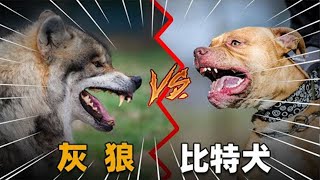 【合集】北美大灰狼是不是犬科之王？把狼和比特犬关在一起，谁能活下来？