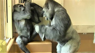 シャバーニと息子キヨマサ 118  Dad Shabani \u0026 son Kiyomasa