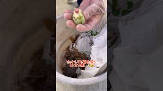 【多肉植物】この顔見つけたら要注意！まだ助かるかもだから諦めないで〜！ #succulent #サキュレント #多肉植物 #エケベリア #mokimoki