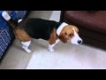 Angry Beagle oh my god