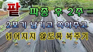 [텃밭농부. 1,136]  팥 파종후 2주되면 이 작업 꼭 해 주세요 #팥재배