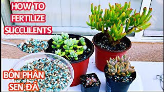 #221 HOW TO FERTILIZE SUCCULENTS | CÁCH BÓN PHÂN CHO SEN ĐÁ