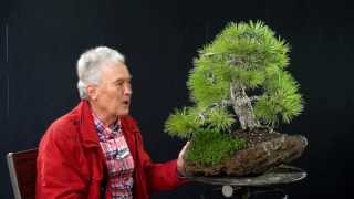 INTERNATIONAL BONSAI ACADEMY with Walter Pall 2013 - Case Study 10/ Pinus nigra