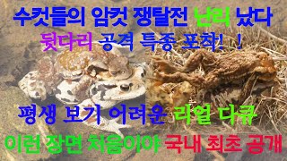 수컷들의 암컷 쟁탈전 난리 났다 최초공개 Male toads are in a big fight for females.