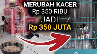 PERTAMA KALI NGURUSIN KACER  SUBSCRIBER SECARA ONLINE | BELINYA CUMA 350 RIBU