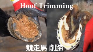 競走馬の除鉄・削蹄作業#12  Race Horse Hoof Trimming