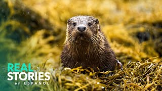 Las Cuatro Estaciones De La Naturaleza En El Bosque Bávaro