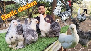 Ski poultry farm! Fancy chicken in affordable $ ( 99679 09227) #exoticchiken