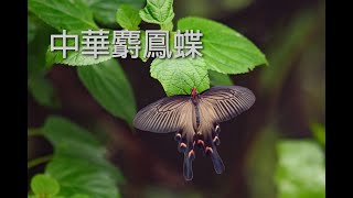 Byasa confusus 中華麝鳳蝶