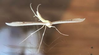 “NOT a large white mosquito” (white plume moth) pterophorus pentadactyla