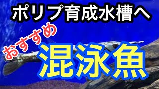 vol.70 ガー！？ポリプ育成水槽へ混泳魚追加！