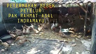 Peternakan Bebek Petelur 50 Ekor Milik Pak Rahmat dari Indramayu