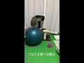 お夕飯🦉ふくろう飼育14日目🦉 spotted eagle owl