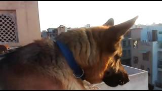 German Shepherd Barking