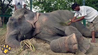 When He Was Rescued After 50 Years of Torture, the Elephant Cried