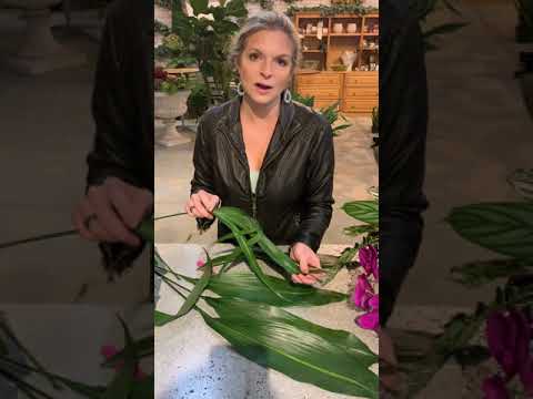 Does an aspidistra flower?