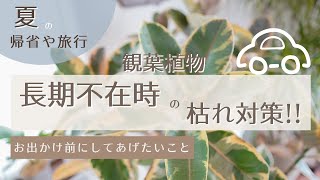 【夏＊長期不在時の枯れ対策】お出かけ前にしてあげたいこと