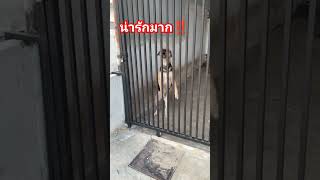 ลูกใครหว่า‼️น่ารักจัง #viralvideo #funny #doglover #สุนัขน่ารัก #หมา #shortsfeed