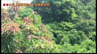 🍎🍎小配《為妳賭生命》原唱劉信明