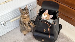 家に帰る支度をしてたら寂しがり屋な実家の猫たちがこうなっちゃいました…