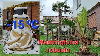 Washingtonia robusta 🌴 -15 ⁰C Frostschäden? Mit Blattschäden, Palmen Winterschutz abbauen, Freiland