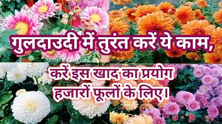 ये पांच टिप्स गुलदाउदी में लायेंगे ढेरों फूल।Guldaudi plant fertilizer and care tips.Chrysanthemum