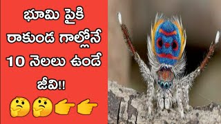 భూమి పైకి రాకుండ గాల్లోనే 10 నెలల పాటు ఉండే జీవి?? #shorts #facts