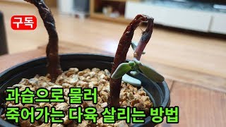 과습으로 물러 죽어가는 다육식물 누구나 쉽게 살리는 방법  Anyone who dies succulents can easily save 死んでいく多肉植物誰でも簡単に生かす