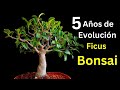 How to make a Ficus Bonsai | Ficus Bonsai Evolution