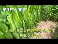 月山高原　とうもろこし巨大迷路にチャレンジしてみた🌽🌽